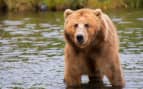 See brown bears in Alaska