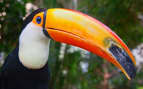 A colorful giant toucan South America