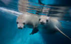 Two diving seals Antarctica