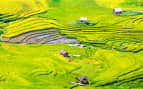 Terraced rice fields Lao Cai Vietnam Uniworld Asia