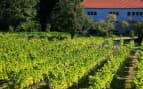 Vineyard in Bamberg Germany Uniworld Cruise Europe