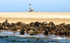 See seals in Namibia 