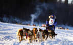 Iditarod Dog Sled Racing in Alaska