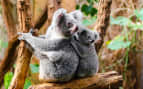 Koalas in Melbourne, Australia