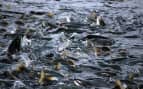 Salmon migration in Valdez, Alaska