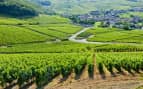 Vineyards near Burgundy France Viking River Europe