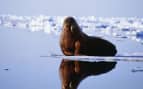 Walrus lying on beach in Greenland