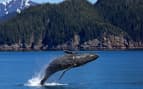 Humpback Whale in Alaska