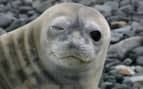 Winking seal in Antarctica Livingston Island in An