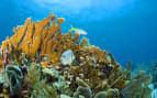 Coral reefs Roatan, Honduras Oceania Caribbean