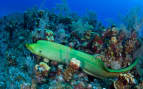 Green moray eel in Caribbean Reef Oceania Cruises