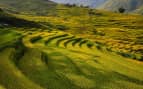 Manicured rice paddies in the Asian countryside