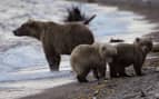 Carnival Destination in Alaska Bear with Cubs 