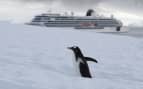 Penguins in Antarctica