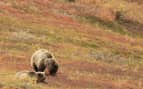 Bear frolicking in Alaska