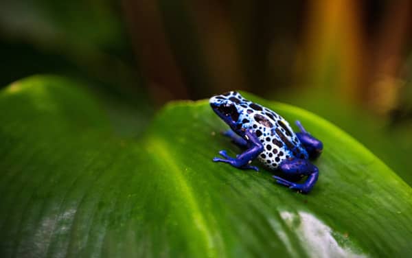 Celebrity Ascent Panama Canal Cruise Destination