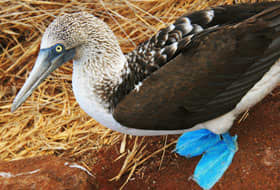 Blue-footed Booby in the Galapagos
