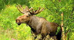 Alaska Cruisetour moose sighting