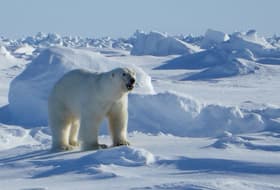 Polar Bear