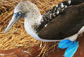 Blue-footed Booby in the Galapagos