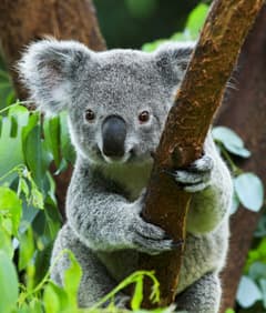 Koala Bear