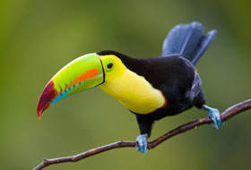 Toucan in Central America