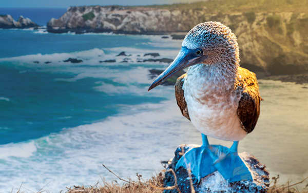 Celebrity Cruises-Galapagos