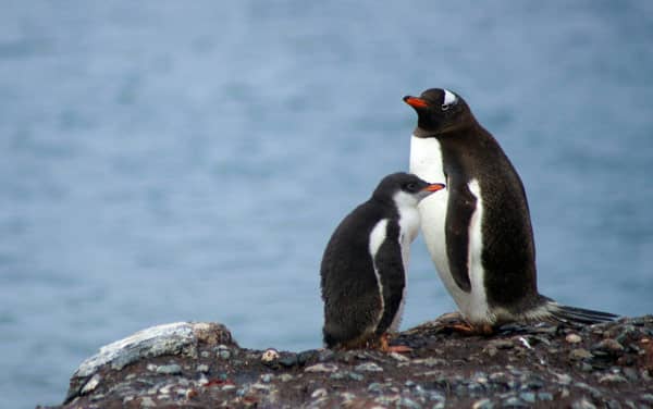 World Traveller South Shetland Islands Departure Port