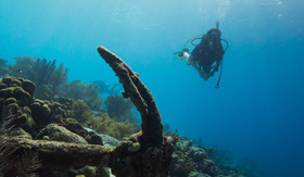 Diving in the Caribbean Coral Gardens