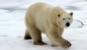 A polar bear roaming arctic terrain