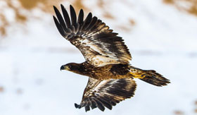 Soaring golden eagle