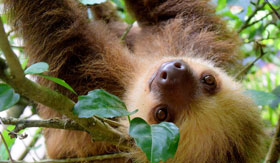 A sloth enjoying the rescue