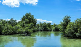 Mangrove field in Hell