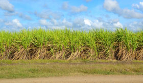 A Dominican sugar cane field