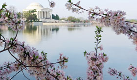 Cherry blossoms and monuments in Washington D.C.