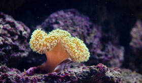 Coral in the Great Barrier Reef