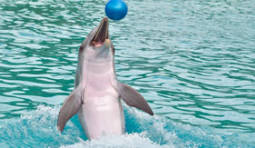 A playful dolphin at the Dolphin Discovery Center in Peurto Vallarta, Mexico.