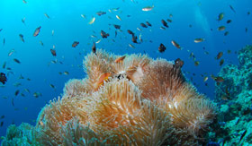 World-class scuba diving waters in Cabo San Lucas, Mexico, consisting of a variety of vibrant tropical fish.