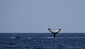 Breaching whale off Argentinian coast