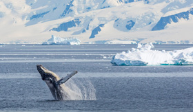 Cresting whale in Wilhemina Bay, Antarctica