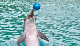 Dolphin show on MSC Bermuda Cruise