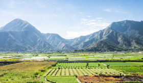 Lush rice paddies at the foot of Mount Rinjani