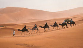 Guided camel ride in Egypt