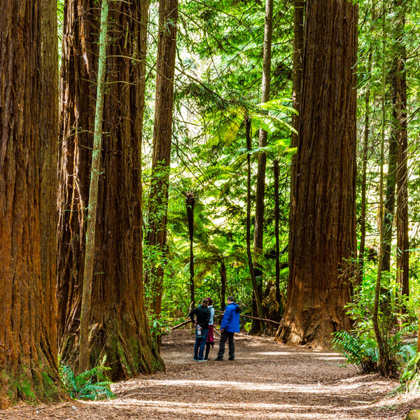 Redwood National Forest