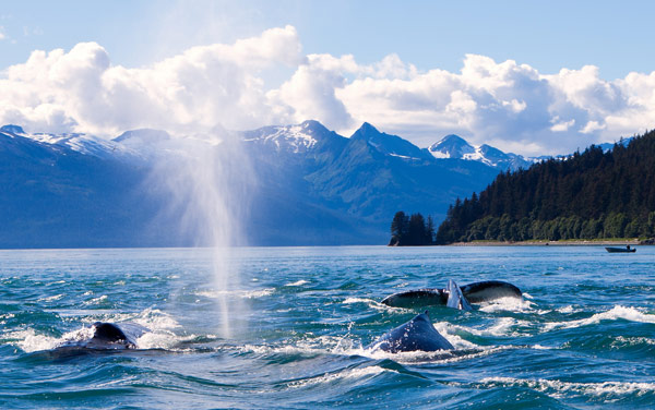 Humpback whales in Alaska