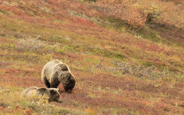 Bears in Alaska