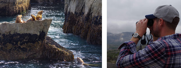 Sea Lions and Binoculars