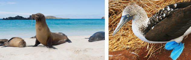 Galapagos Wildlife