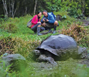 Giant Tortoise in the Galapagos Islands. Image courtesy of Celebrity Cruises.