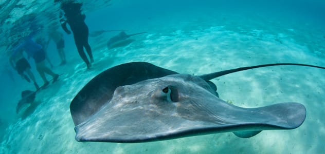 Stingrays in the South Pacific